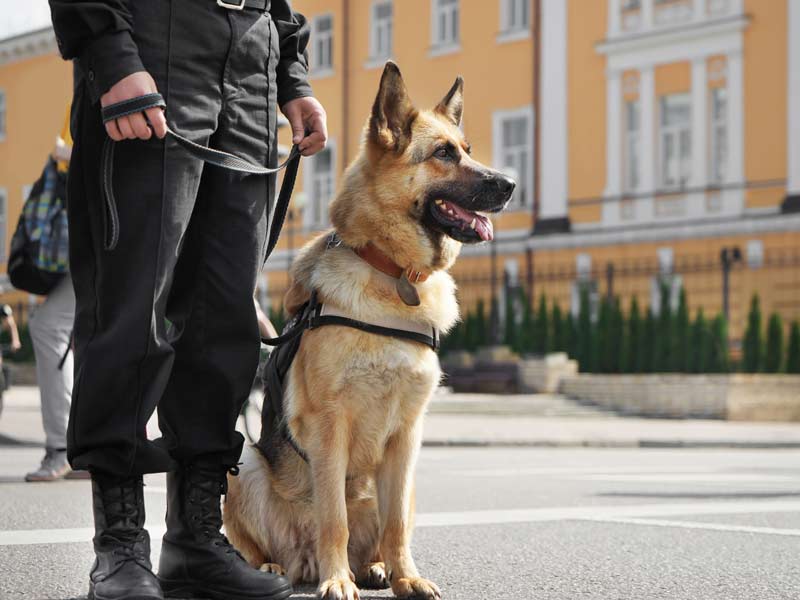 K9 Dog Security Company Birmingham